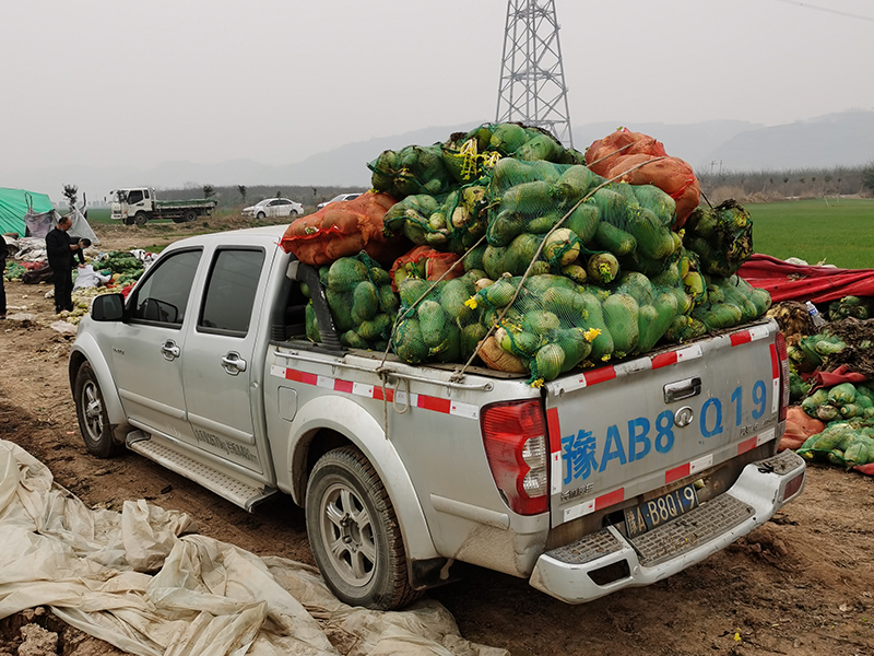 新冠疫情期間，幫扶蘿卜滯銷戶